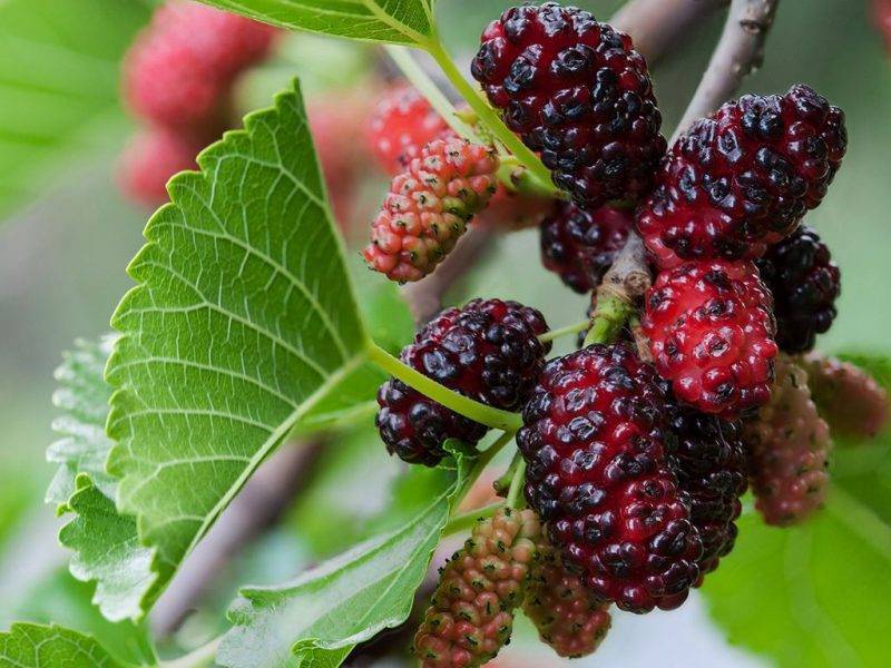 Шелковица купить саженцы из питомнике в Клинцах