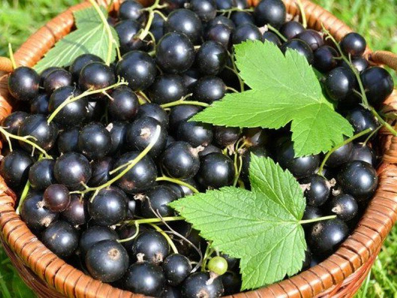 Смородина купить саженцы из питомника в Клинцах