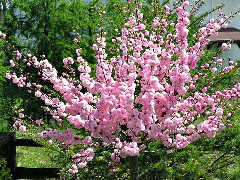 Миндаль купить саженцы из питомника в Клинцах