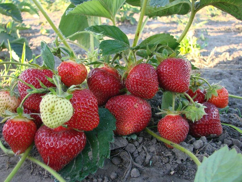 Клубника купить саженцы из питомника в Клинцах