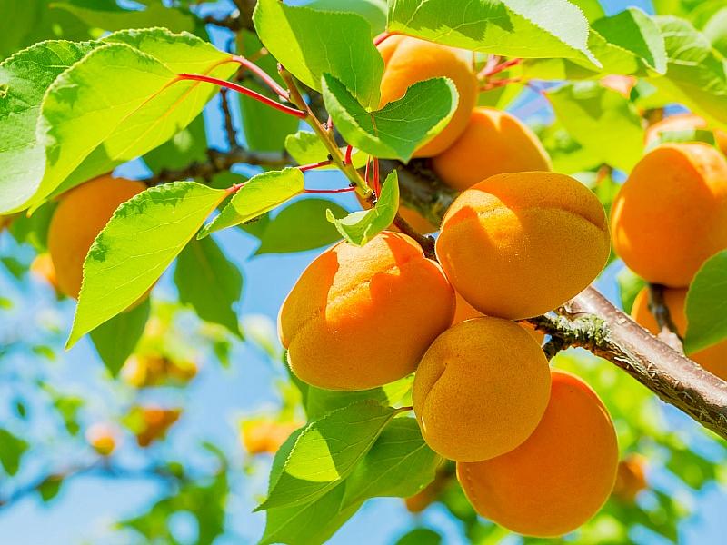 Абрикос купить саженцы из питомнике в Клинцах