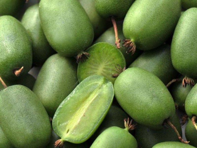 Актинидия купить саженцы из питомнике в Клинцах