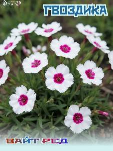 Гвоздика многолетняя Вайт Ред