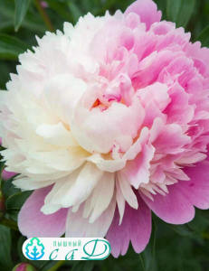 Пион Мистер Эд
