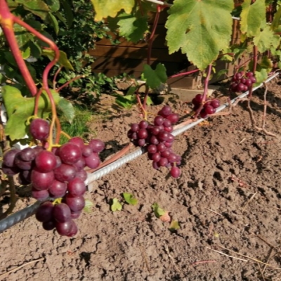 Виноград "ТЮЛЬПАН"